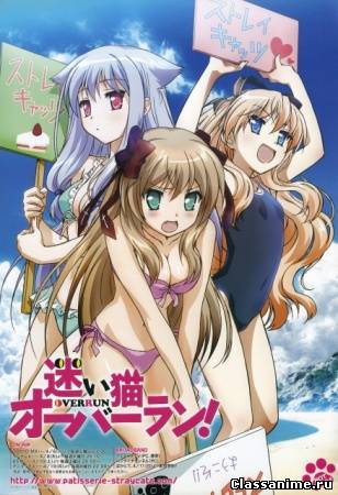 Нашествие Бродячих Кошек! / Mayoi Neko Overrun! (RUS) Картинка: Нашествие Бродячих Кошек! / Mayoi Neko Overrun! (RUS) / Романтика